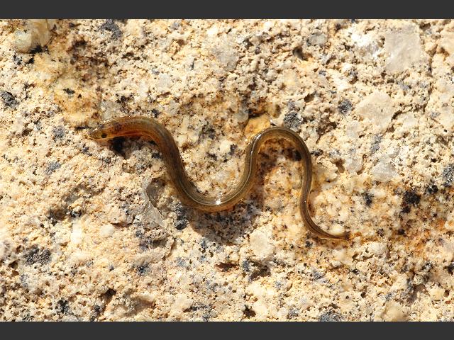 Anguilla anguilla Common European or River Eel Freshwater Fish