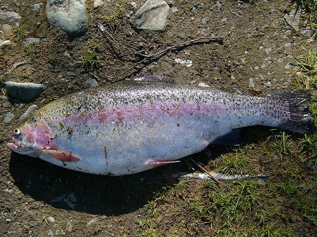 Rainbow Trout Oncorhynchus mykiss Freshwater Fish Images