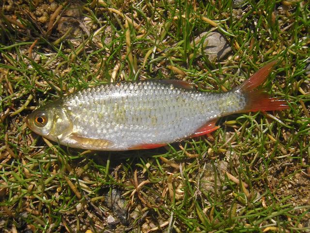 Common Rudd Scardinius erythrophthalmus Freshwater Fish Images