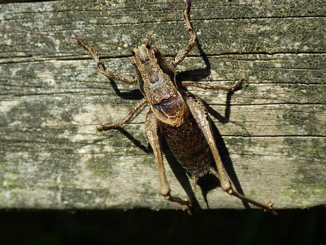 Pholidoptera griseoaptera Dark Bush Cricket Grasshopper and Cricket Images