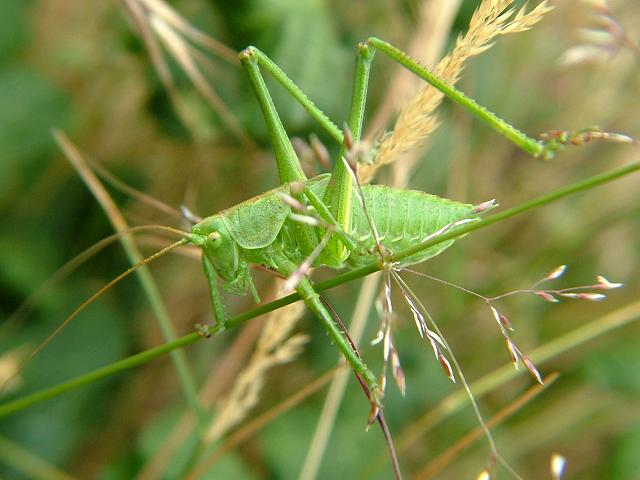 Tettigonia viridissima Great Green Bush Cricket Grasshopper and Cricket Images
