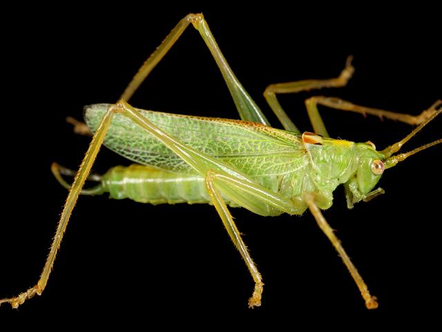 Meconema thalassinum Oak Bush Cricket Grasshopper and Cricket Images