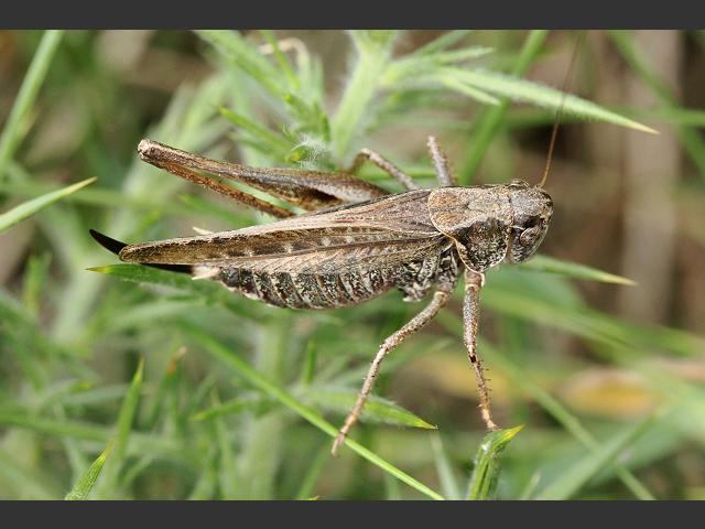 Platycleis albopunctata Grey bush cricket Grasshopper and Cricket Images