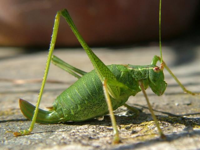 Leptophyes punctatissima Speckled Bush Cricket Grasshopper and Cricket Images