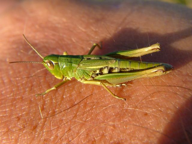Photographic Stock Image Library Page for Chorthippus parallelus Meadow Grasshopper Grasshopper and Cricket Images