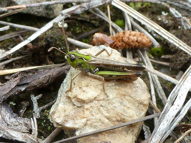 Myrmeleotettix maculatus Mottled Grasshopper and Cricket Images