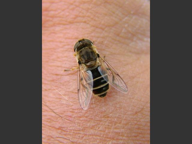 Photographic Stock Image Library Page for Hoverflies to Identify - Help Needed (Hoverflies - Diptera)