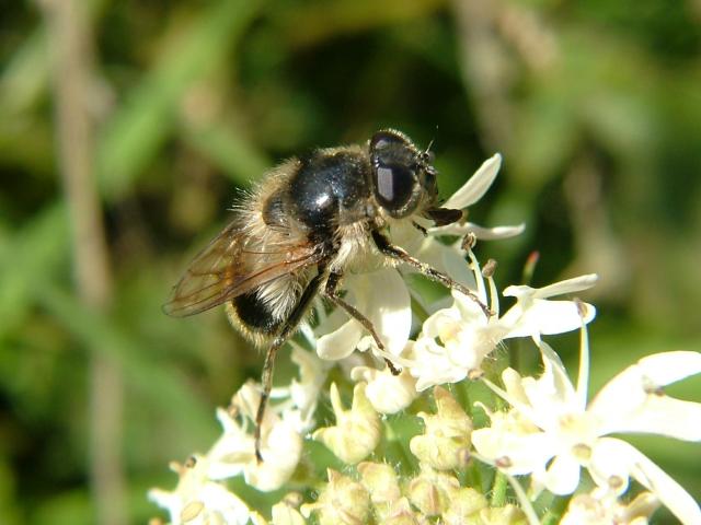 Cheilosia illustrata A Hoverfly Hoverflies Diptera Images