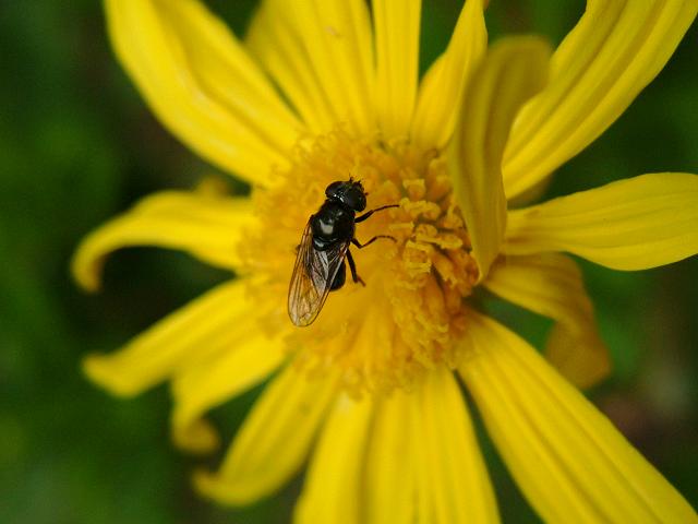 Cheilosia species A Hoverfly Hoverflies Diptera Images