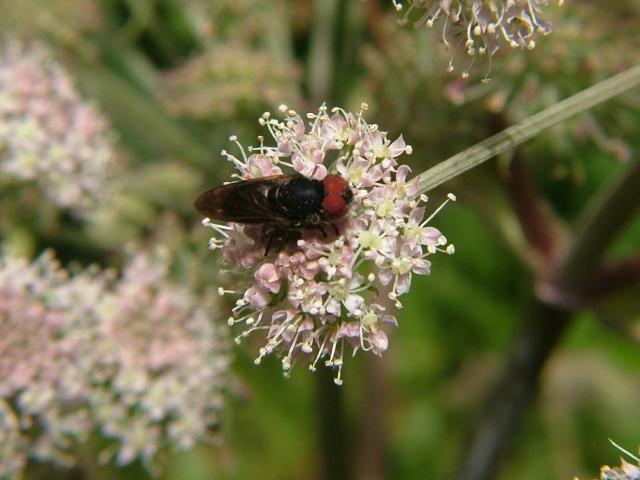 Chrysogaster solstitialis A Hoverfly Hoverflies Diptera Images