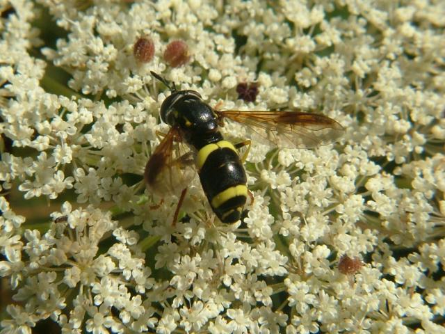 Chrysotoxum bicinctum A Hoverfly Hoverflies Diptera Images