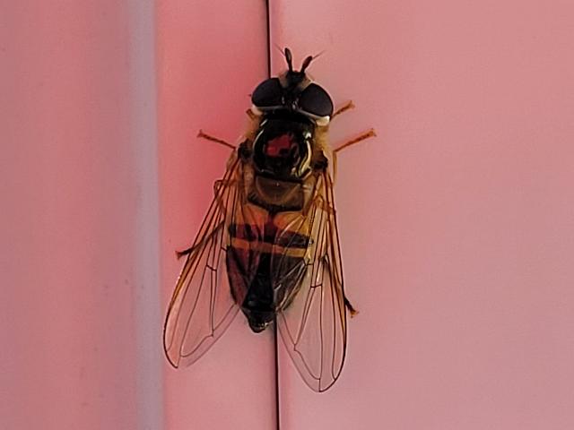 Epistrophe eligans Hoverfly Hoverflies Diptera Images