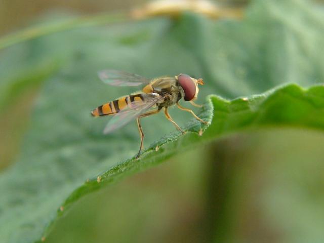 Episyrphus balteatus Marmalade Fly Hoverflies Diptera Images