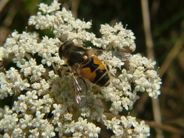 Eristalis arbustorum A Hoverfly Hoverflies Diptera Images