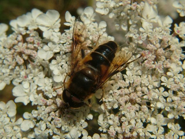 Eristalis pertinax A Hoverfly Hoverflies Diptera Images