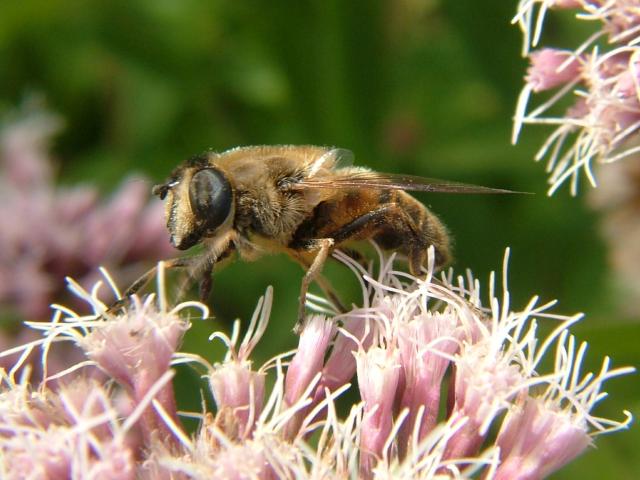 Eristalis tenax Dronefly Hoverflies Diptera Images
