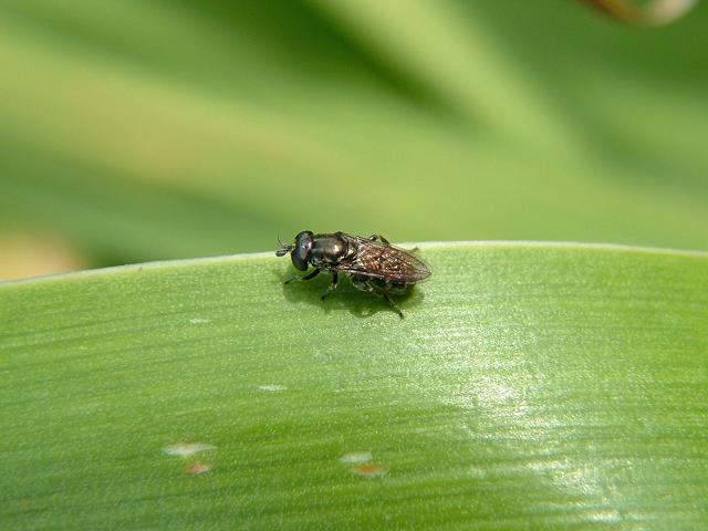 Eumerus tuberculatus Small or Lesser Bulb Fly or Narcissus Fly Hoverflies Diptera Images