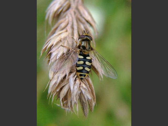 Eupeodes corollae A Hoverfly Hoverflies Diptera Images
