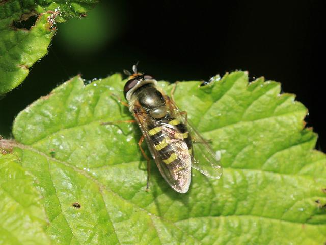 Eupeodes luniger Hoverfly Hoverflies Diptera Images