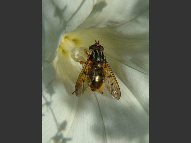 Ferdinandea cuprea A Hoverfly Hoverflies Diptera Images
