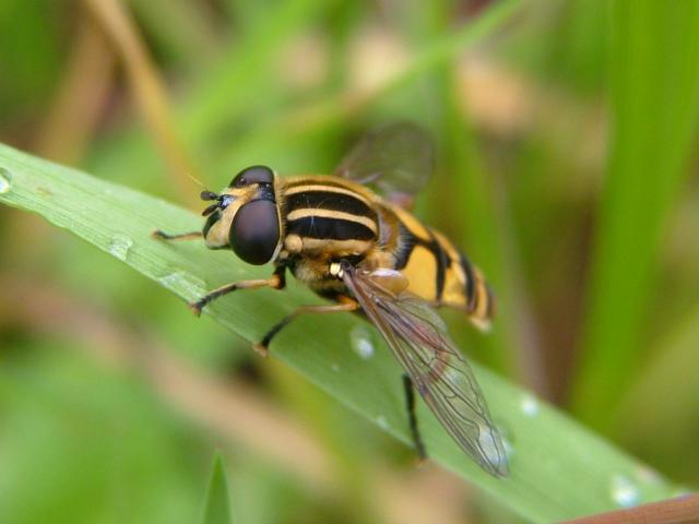 Helophilus pendulus A Hoverfly Hoverflies Diptera Images