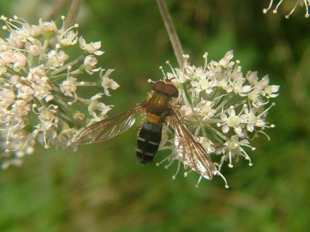 Leucozona glaucia A Hoverfly Hoverflies Diptera Images
