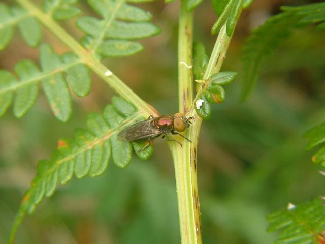 Melanostoma scalare A Hoverfly Hoverflies Diptera Images