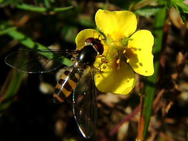 Meliscaeva auricollis A Hoverfly Hoverflies Diptera Images