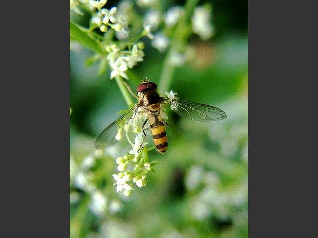 Meliscaeva cinctella A Hoverfly Hoverflies Diptera Images