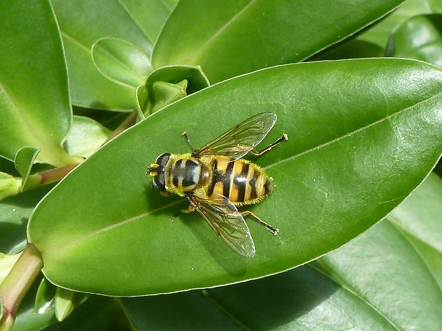 Myathropa florea A Hoverfly Hoverflies Diptera Images