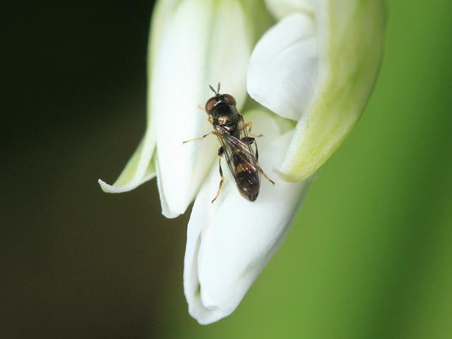Neoascia podagrica Hoverfly Hoverflies Diptera Images