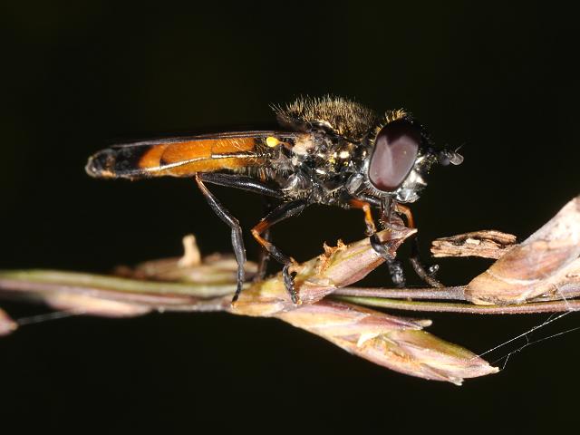 Platycheirus granditarsus Hoverfly Hoverflies Diptera Images