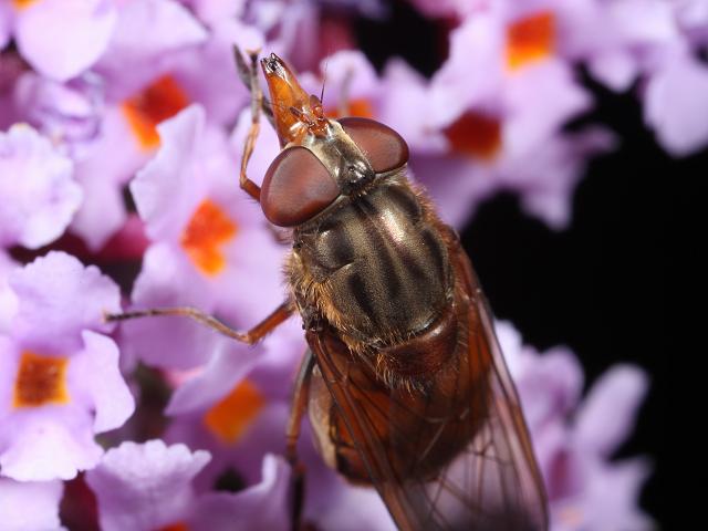Rhingia campestris Pinocchio Fly Hoverflies Diptera Images
