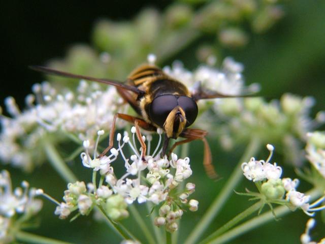 Sericomyia silentis A Hoverfly Hoverflies Diptera Images