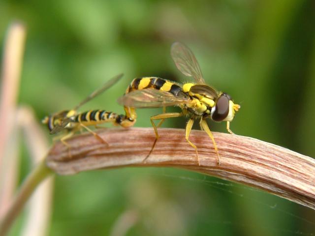 Sphaerophoria scripta A Hoverfly Hoverflies Diptera Images