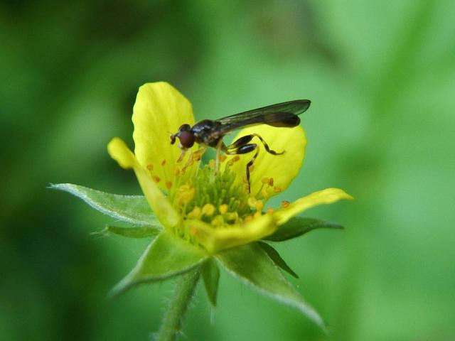 Sphegina species A Hoverfly Hoverflies Diptera Images