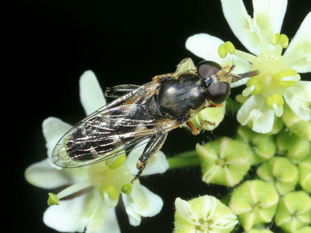 Syritta pipiens A Hoverfly Hoverflies Diptera Images