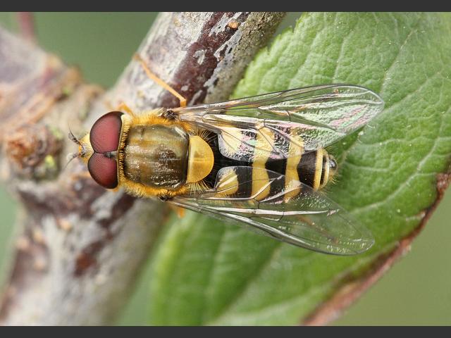 Syrphus vitripennis A Hoverfly Hoverflies Diptera Images