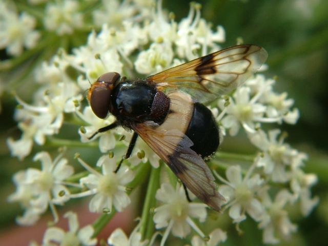 Volucella pellucens A Hoverfly Hoverflies Diptera Images