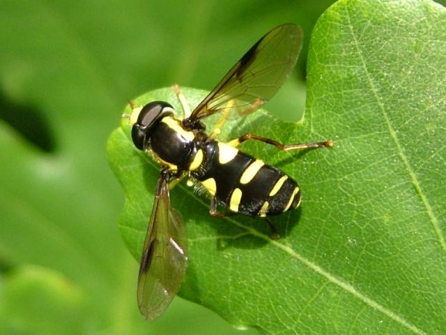 Xanthogramma pedissequum A Hoverfly Hoverflies Diptera Images