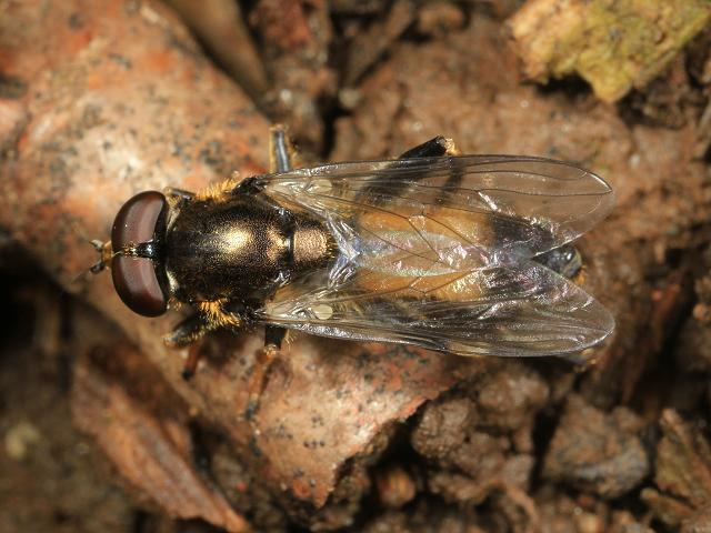 Xylota segnis Hoverfly Hoverflies Diptera Images