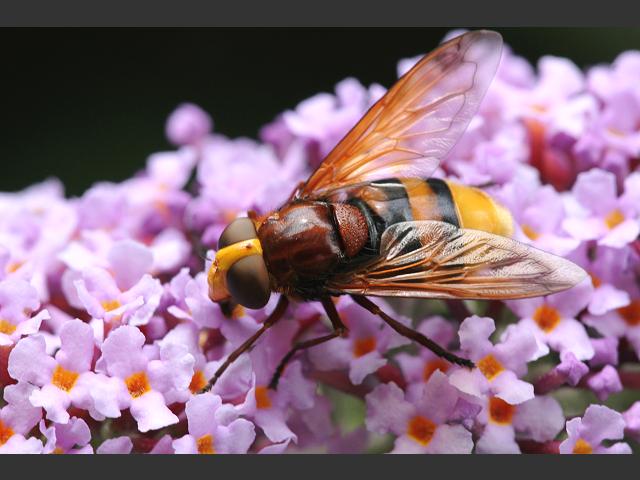 Volucella zonaria Belted Hoverfly Diptera Images