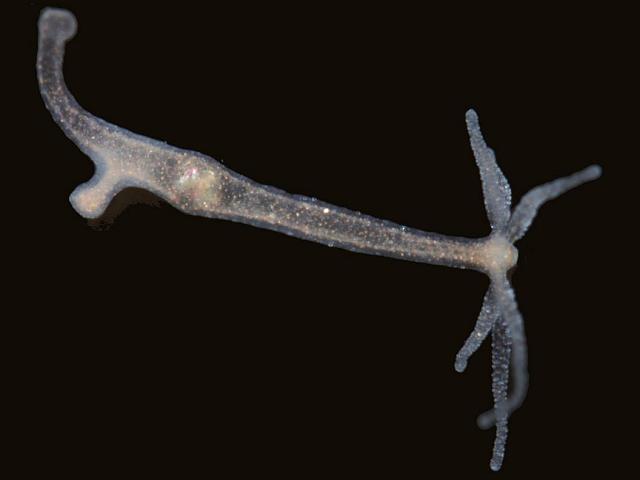 Hydra oligactis Brown Hydra Hydrozoa Hydroid Images