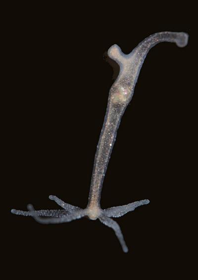 Freshwater Hydrozoa Hydroids Hydra UK