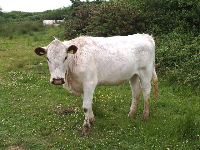 British White Cattle Domesticated Mammals used in Conservation Management