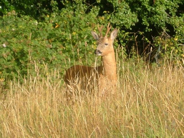 Capreolus capreolus Roe Deer Mammal Images