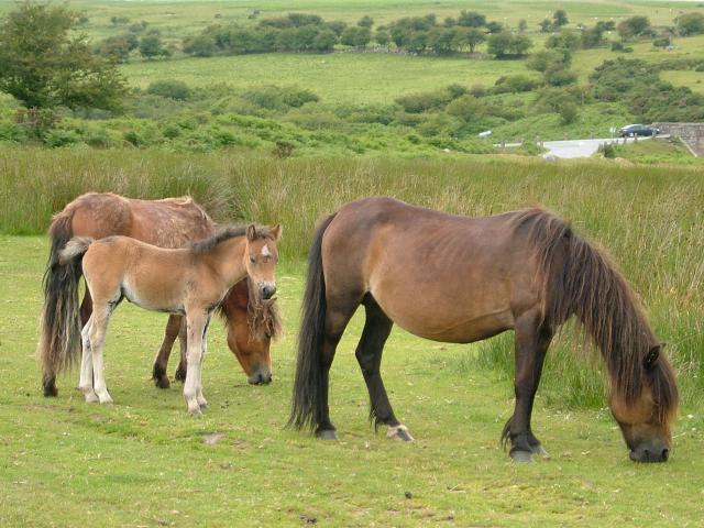 Dartmoor Ponies Domesticated Mammals used in Conservation Management