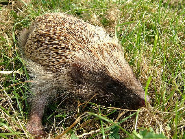 Erinaceus europaeus Hedgehog Mammal Images