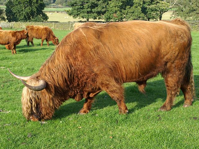 Highland Cattle Domesticated Mammals used in Conservation Management