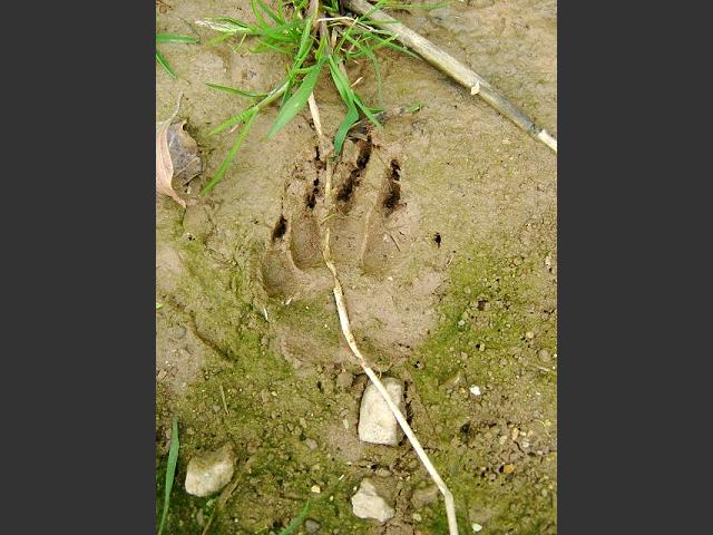 Meles meles Badger Mammal Images